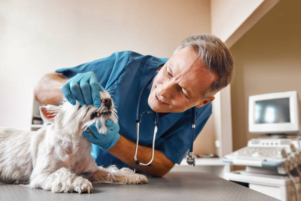 Best Emergency Treatment for Dental Infections or Abscesses in Ham Lake, MN